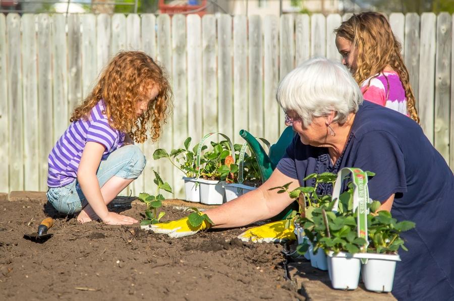 Young girls and Grandma plant strawberries