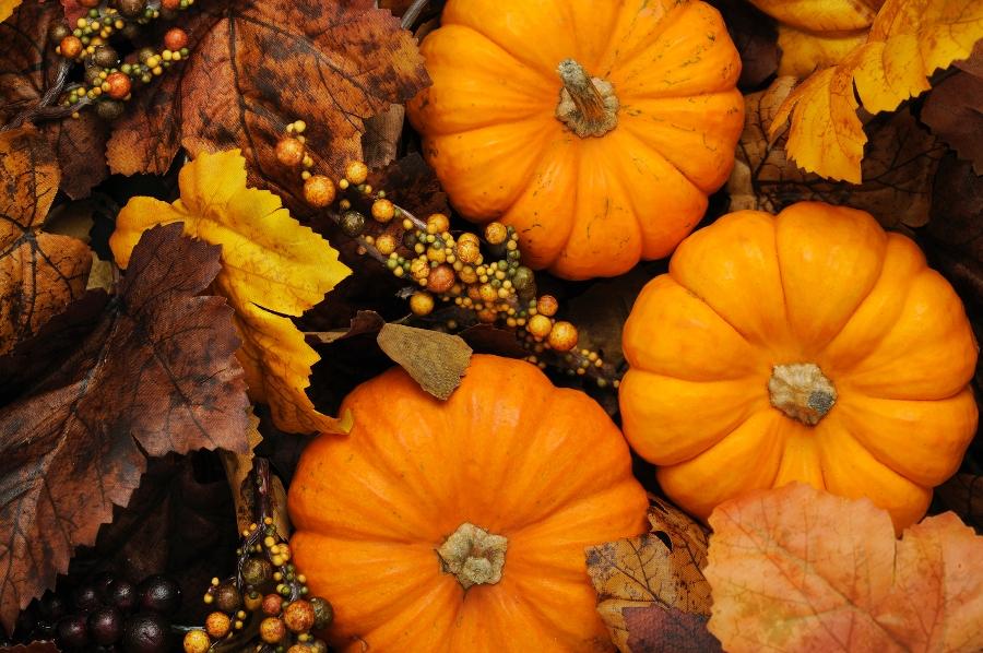 fall pumpkins